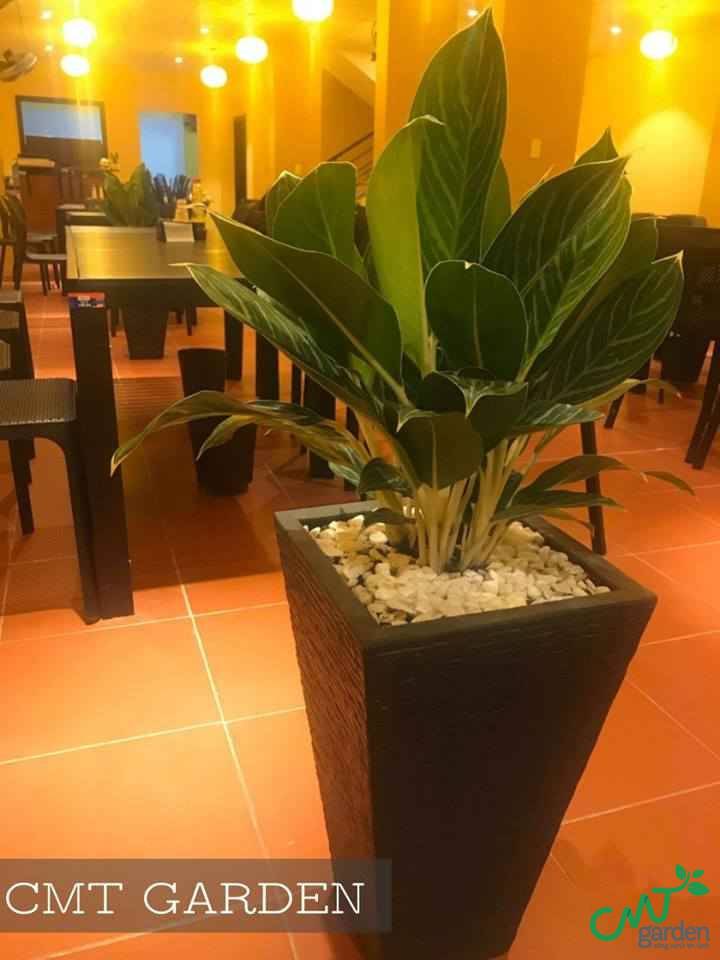 Đất trồng cây phải tơi xốp, thoát nước tốt
