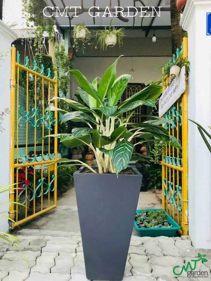 Cây giống bạn chọn cần khỏe mạnh