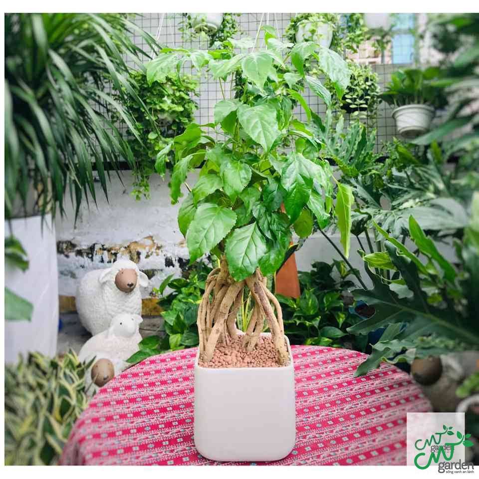 Cây Hạnh Phúc - Cây Khai Trương tại Đà Nẵng ý nghĩa do CMT GARDEN cung cấp