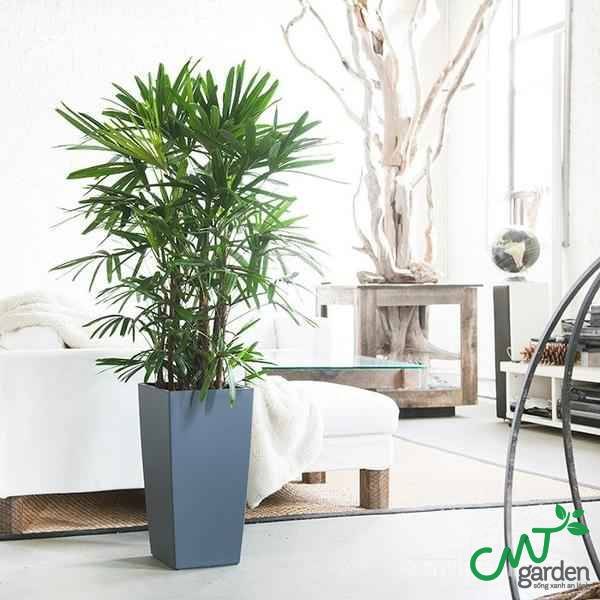 Cây trúc mây - loài cây được nhiều người yêu thích lựa chọn thời gian gần đây