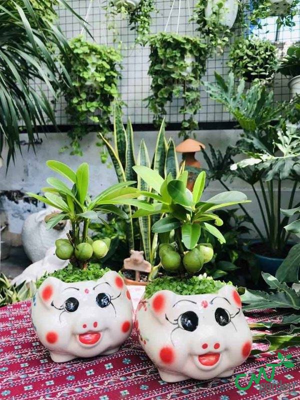 Sử dụng cây xanh cho văn phòng của bạn thêm thoáng đãng hơn