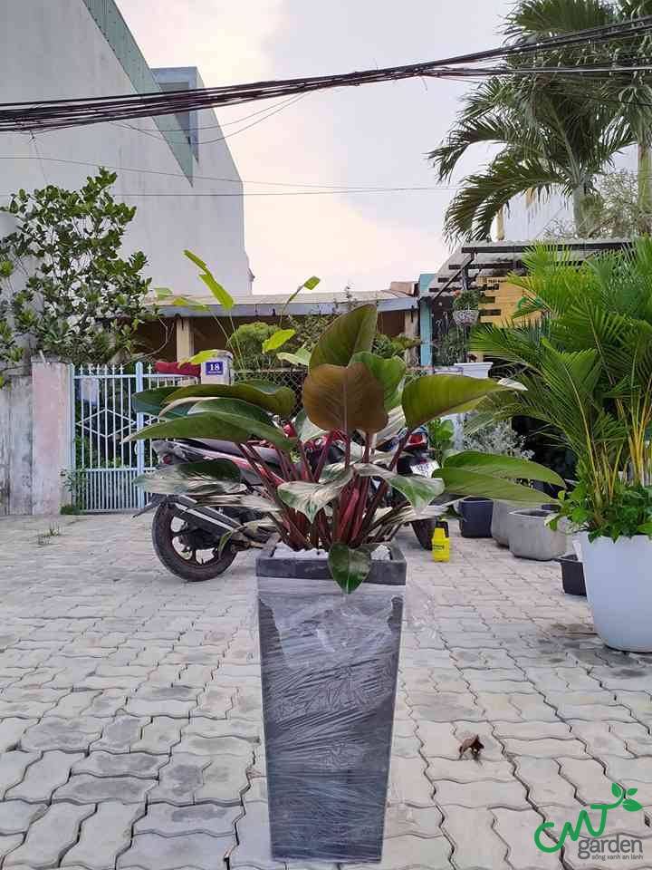 Bạn cần đặt cây tại vị trí phù hợp để cây phát triển