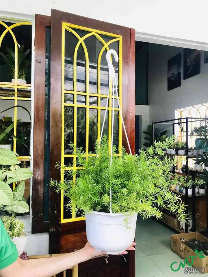 Loại cây có hoa màu trắng nở thành chùm rất đẹp