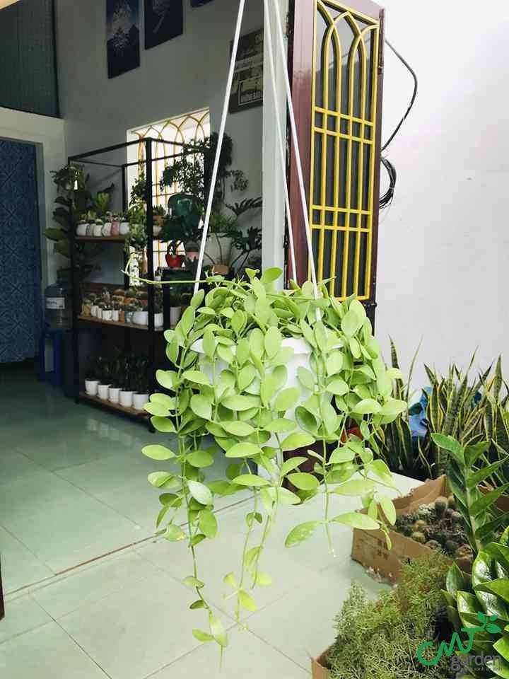 Đặc điểm, công dụng và cách chăm sóc Lan Hạt Dưa