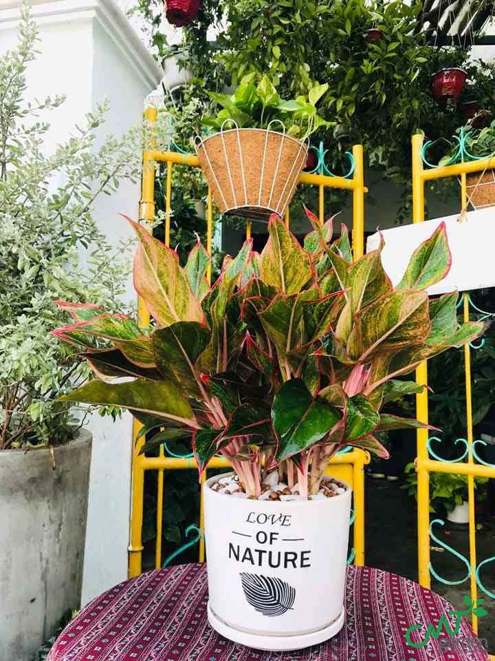 Cây Phú Qúy - Cây Vạn Lộc - Cây Khai Trương tại Đà Nẵng do CMT GARDEN cung cấp