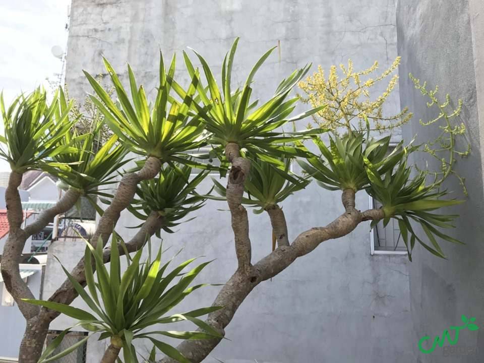 Cây Phát Tài Núi và những lưu ý khi trồng cây này