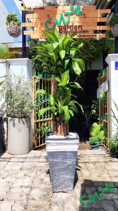 Công dụng của cây thiết mộc lan