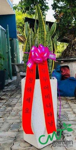 Cây lưỡi hổ cao