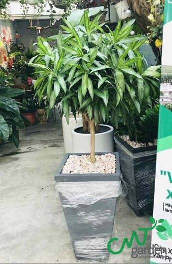 Cây Bách Hợp - Cây tặng khai trương cực kì ý nghĩa