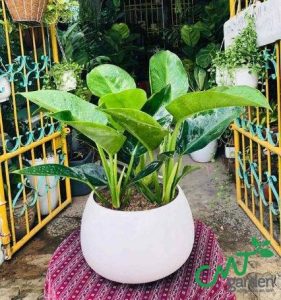 Cây đế vương - thanh xuân