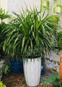 Cây Thiết Mộc Lan