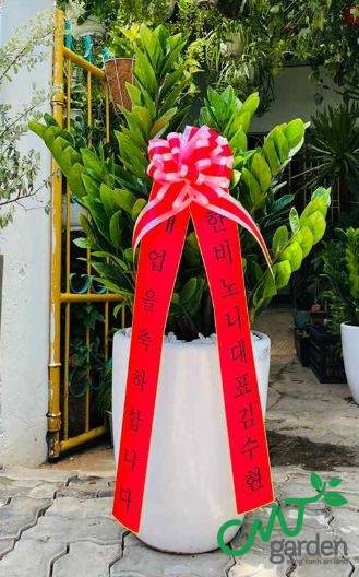 Cây Kim Tiền - Kim Ngân tặng khai trương do CMT GARDEN thực hiện & cung cấp