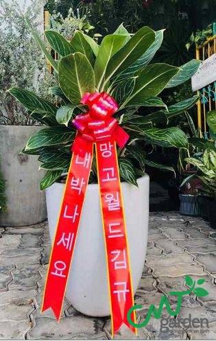 Cây Bạch Mã - Cây Khai Trương một cửa hàng do CMT GARDEN cung cấp