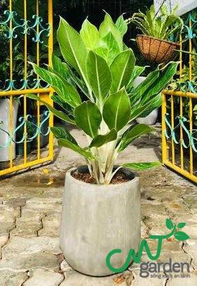 Cây Bạch Mã - Cây Khai Trương một cửa hàng do CMT GARDEN cung cấp
