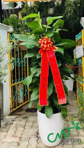 Tùng Trường Sinh cây tặng khai trương ý nghĩa do CMT GARDEN cung cấp