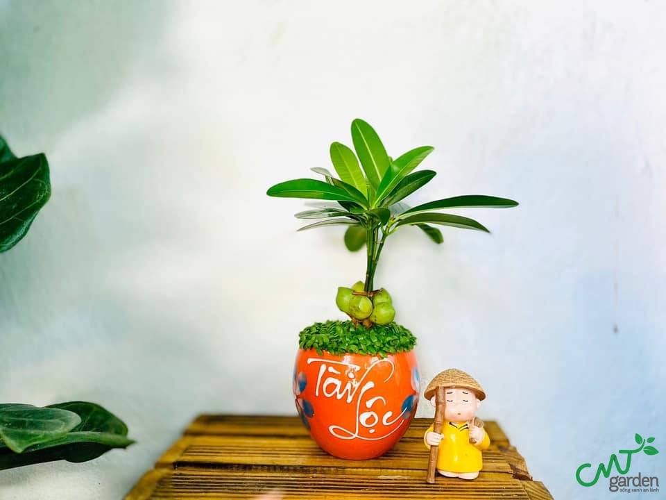 Tạo không gian mát mẻ, giúp gia chủ có tinh thần thoải mái để làm việc
