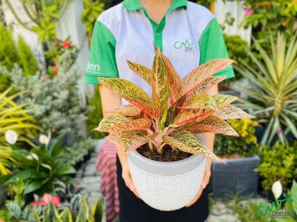 Điểm nhấn ấn tượng cho không gian sống với cây Thịnh Vượng