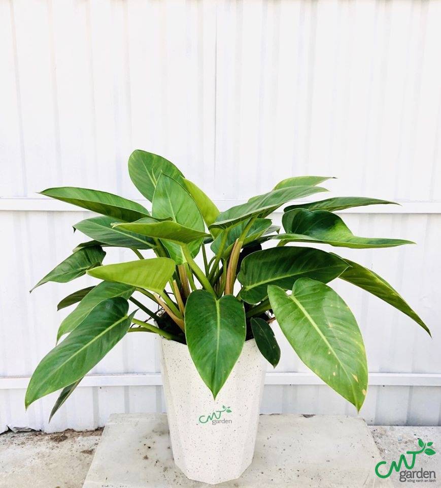 Bạn nên chọn mua cây Đế Vương của CMT Garden