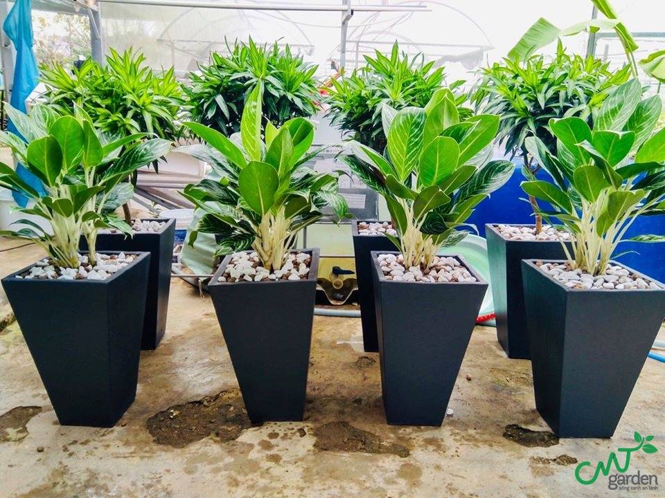 Bạch Mã Hoàng Tử làm đẹp không gian trang trí