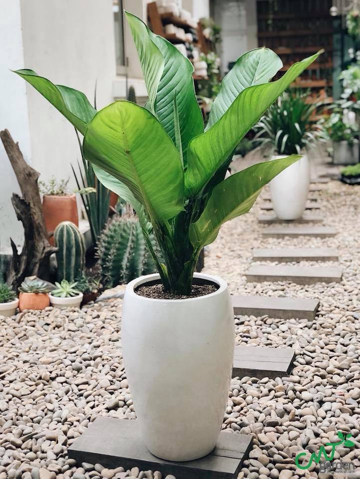 Địa chỉ mua cây uy tín