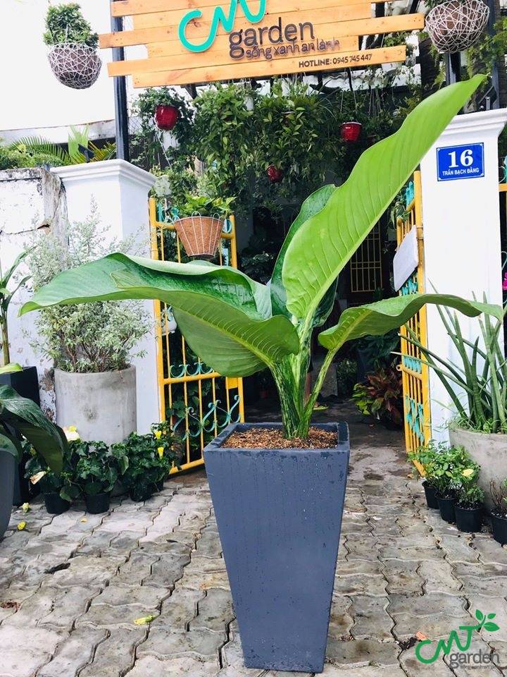 Cây đại phú gia