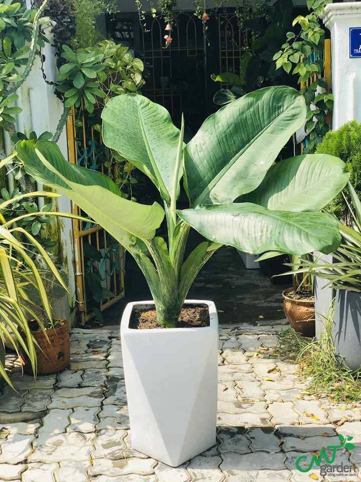 Một số bệnh thường gặp ở cây đại phú gia