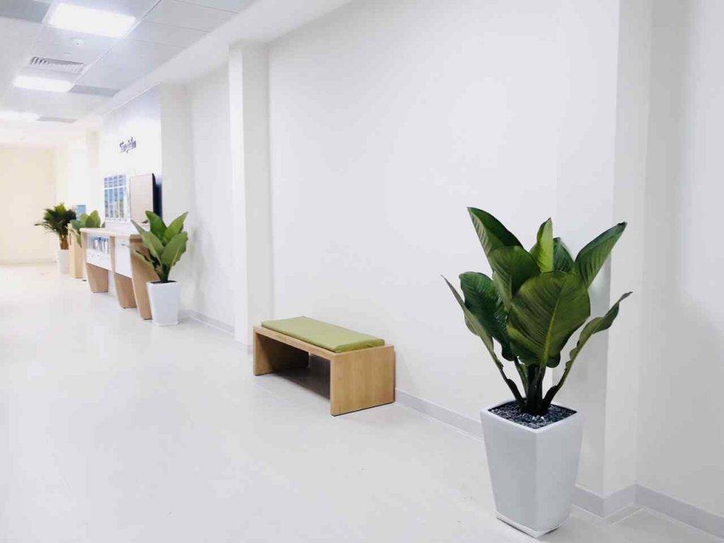 Nên đặt cây tại các vị trí thông thoáng