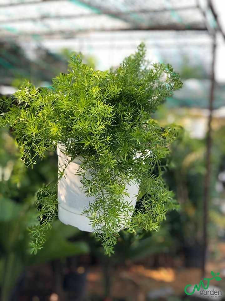 Thiên Môn Đông loại cây được ưa chuộng hiện nay