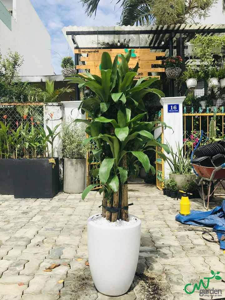 Cây thiết mộc lan hợp mệnh gì?