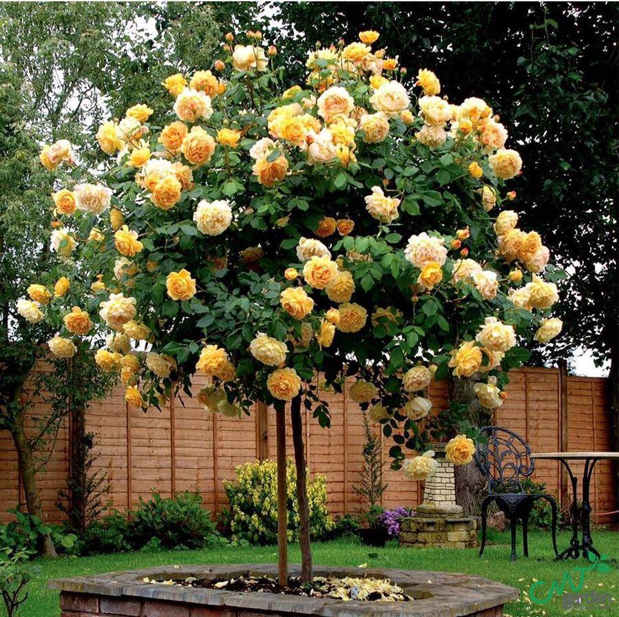 Hoa Hồng xuất hiện cách đây rất lâu nhưng luôn được ưa chuộng ở hiện tại
