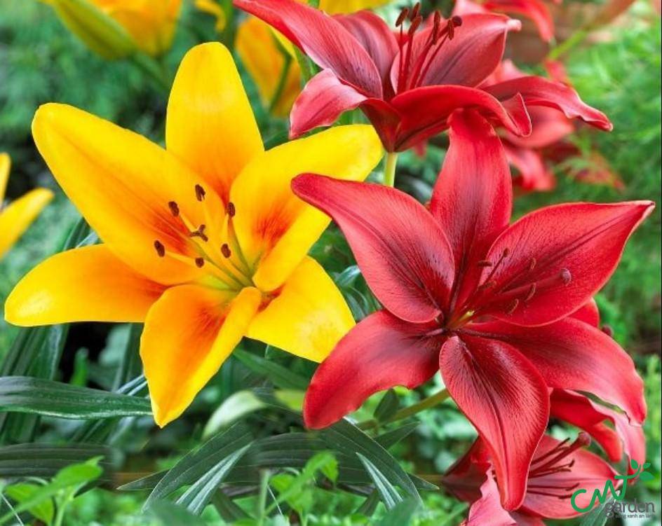 Hoa Ly được trồng ở nhiều quốc gia trên thế giới