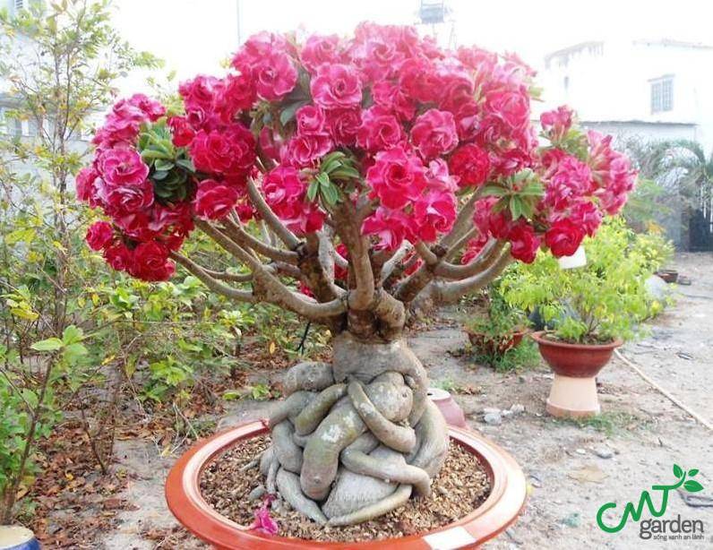 Hoa Sứ có nguồn gốc xuất xứ từ Châu Phi