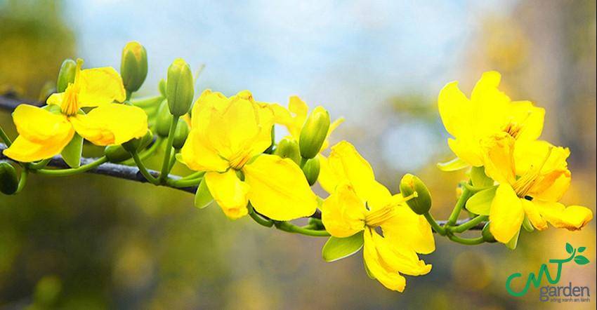 Hoa mai nằm trong bộ tứ quyền quý của Trung Quốc