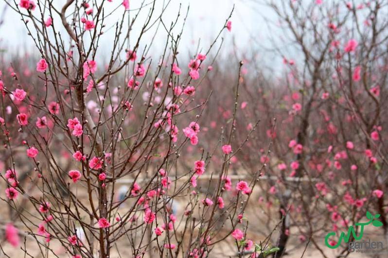 Trong phong thủy, cây hoa đào là biểu tượng cho sự may mắn, là tinh hoa của Ngũ hành