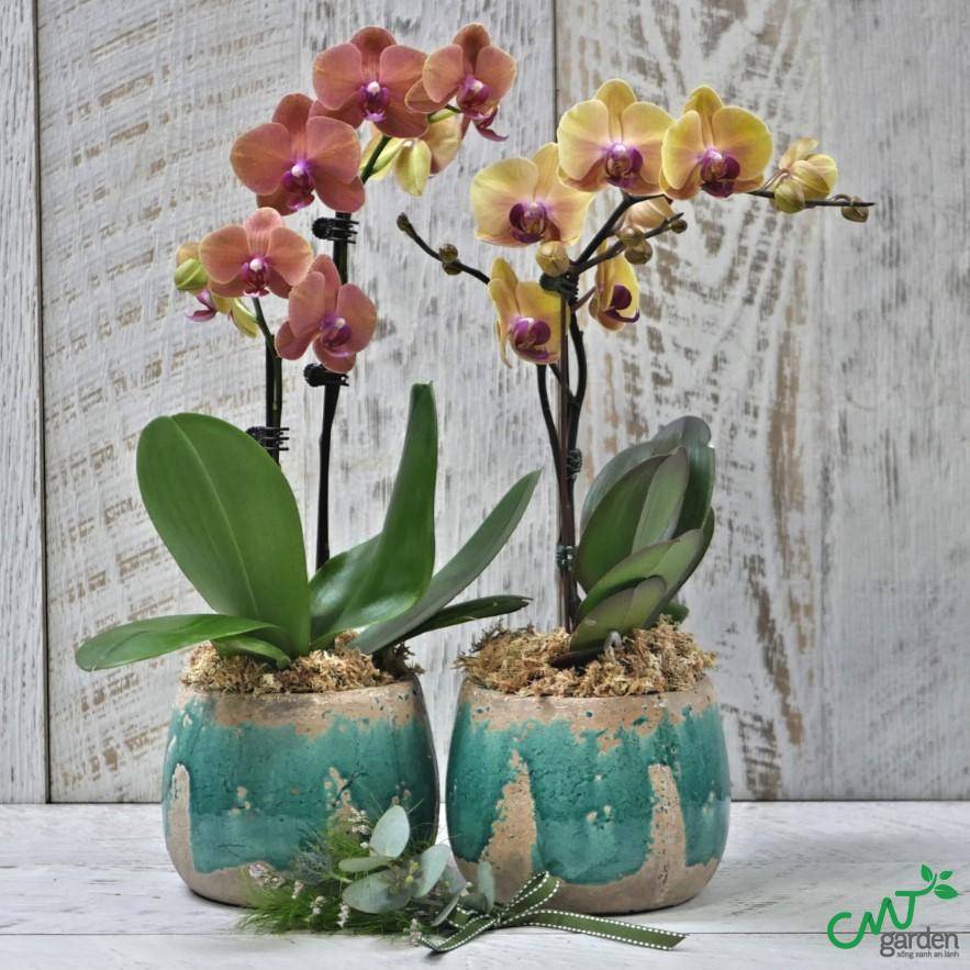 Lan Hồ Điệp dùng để làm nước hoa và hương liệu