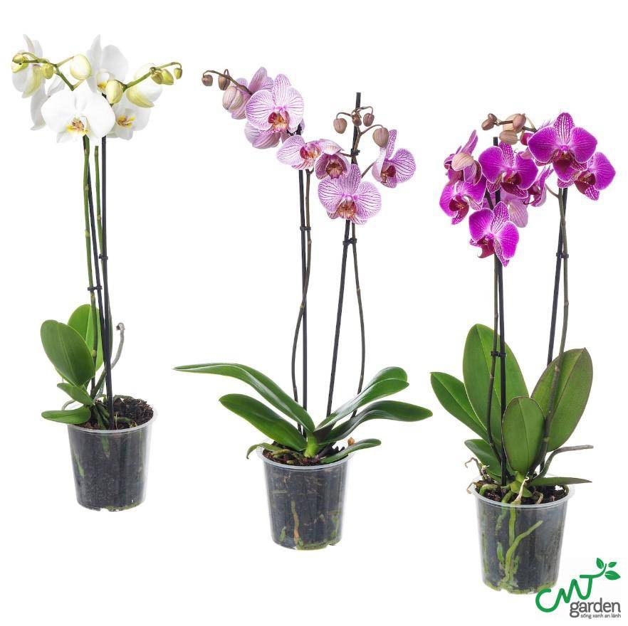 Đôi nét về hoa lan hồ điệp