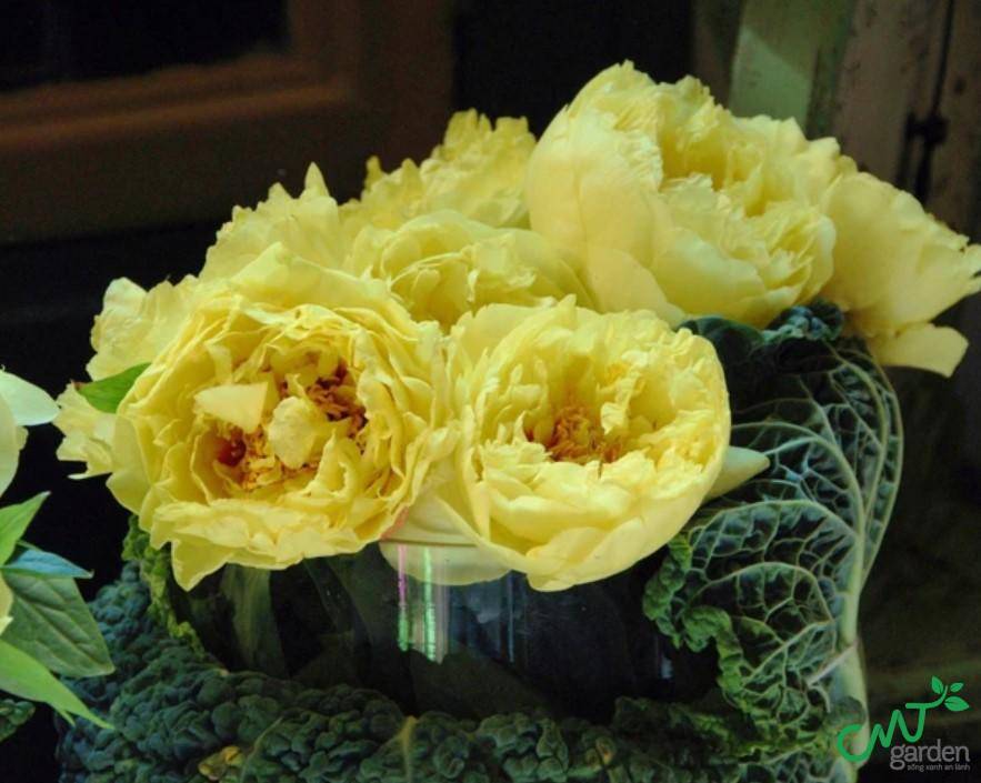 Mẫu đơn vàng biểu tượng cho đam mê, khát vọng
