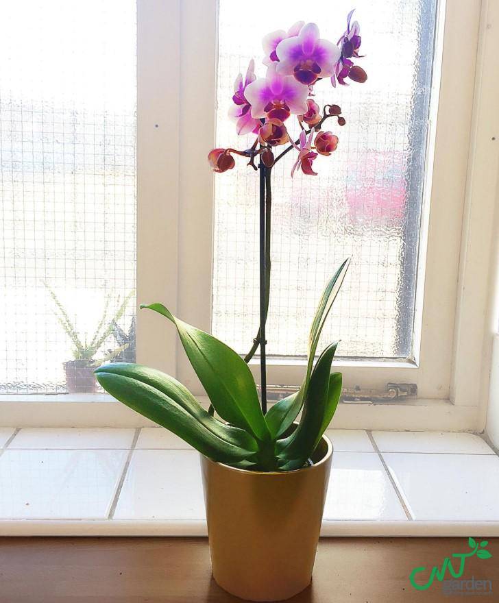 Nước tưới và phân bón