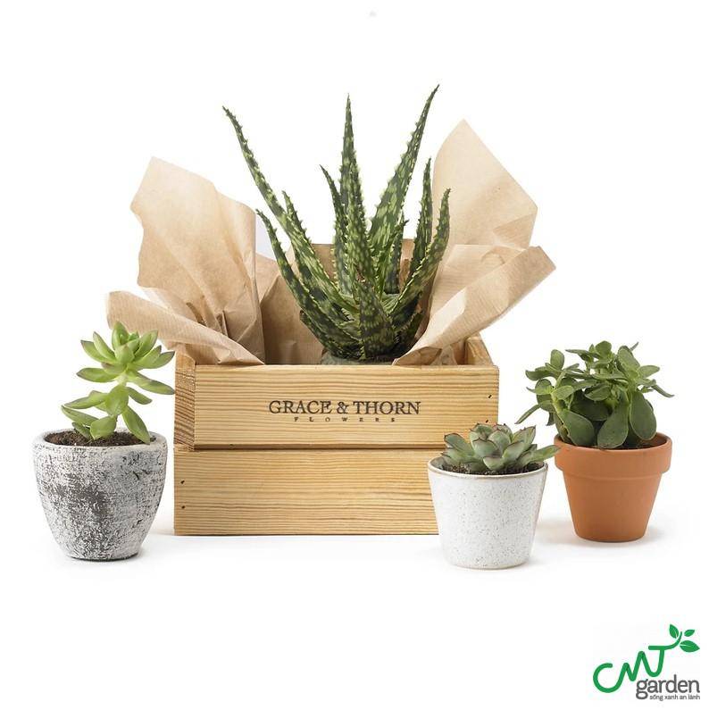 Sen Đá dễ trồng, dễ chăm sóc